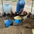 ديك