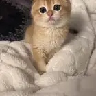 قطة سكوتش فولد انثى