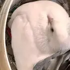 حمام رقاص للبيع