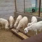 احد رفيدة الفرعين