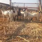 تيوس لباني بلدي