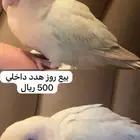 بيع روز