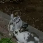 ارانب للبيع