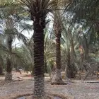 أشجار نخل - نخيل - زيتون للبيع