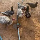 بط بح العدد 7