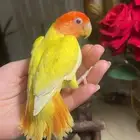 للبيع ببغاء الروز