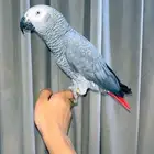 كاسكو اليف ومتكلم شرط