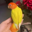للبيع ببغاء الروز الأليف