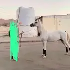 خيل للبيع