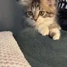 قطه للبيع
