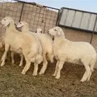 طليان الديرة