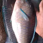 اسماك ثمار البحر
