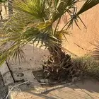 يوجد لدي نخل واشنطن 4