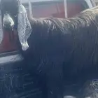 عنز حايل وا تيس صنف