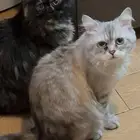قطتان ذكر وانثى للتبني