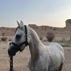 خيل شعبي للبيع