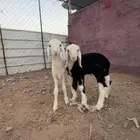 دواغير طلي ورخل تم البيع
