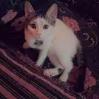 بسه لتبني