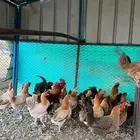 للبيع دجاج بلدي