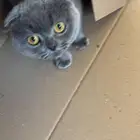 قط اسكتلندي Scottish Fold