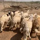 سواكني مرابي