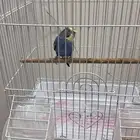للبيع طيور الحب