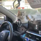 قط لتبني