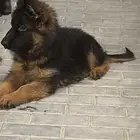 جراوة جيرمن شيبرد شو لاين