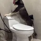 هاسكي للبيع مستعجل