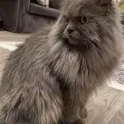 قطة للتبني