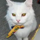 قطط ل التبني