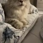 قطه شيرازيه