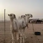 بكره باتليه مزيونه حقه تدخل فى اللقى بنص رمضان الجاي