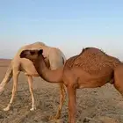 عشرا