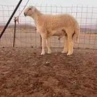 للبيع جذع مشروط