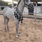 حصان واهو سبوق