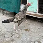 دجاجه ميوالي مشجر