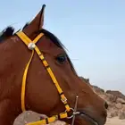 حصان شعبي كفو وفوق الكفو