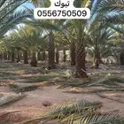 جريد نخل اخضر وناشف