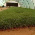 حلفا اخضر مركن 9 كميات