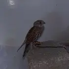 باشق شبه موالف