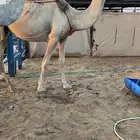 جذعه ضروبه شقحا ء
