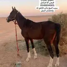حصان عربي معسوف