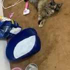 قطوه لتبني مطعمه مع اغراضها