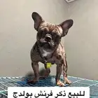 فرنش بولدج مستوى عالي