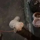 كلب للتبني نوع مالتي