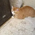بستين للتبني ضروري