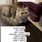 قطط للتبني