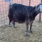 عنز حليب