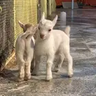 ماعز قزم مواليد